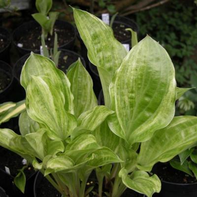 Hosta 'Korean Snow'